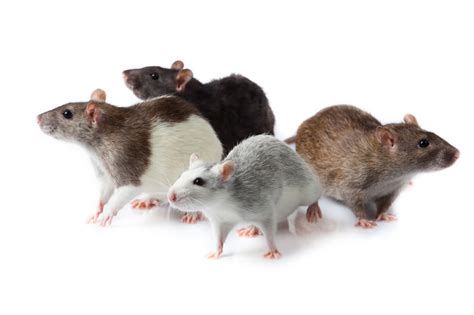 Tipos De Ratos Mais Comuns No Brasil Saiba Como Identificá Los