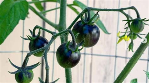 Bush Goliath Tomato Plant Care The Basics
