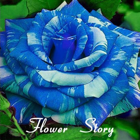 Buy Free Shipping 20 Blue Dragon Rose