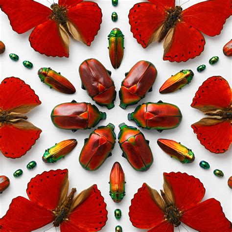 Insect Compositions Christopher Marley Pheromone Gallery Insects