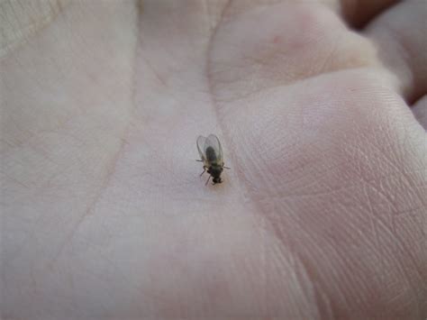 Tiny Flying Bugs In Bedroom Tannia Sakihata