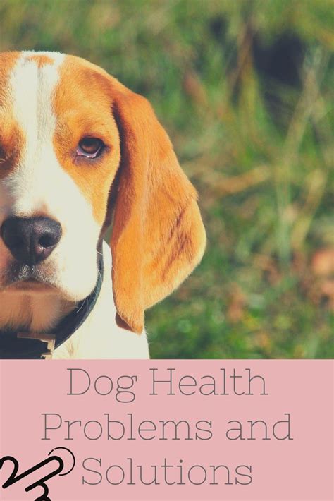 10 Most Common Dog Health Problems And Solutions Bright Freak Dog