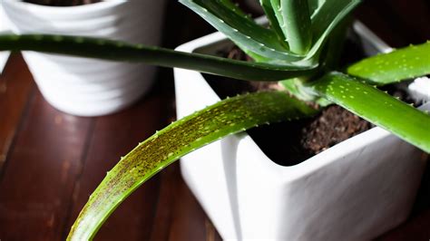 Aloe Vera Plant Care Problems And How To Solve Them Real Homes