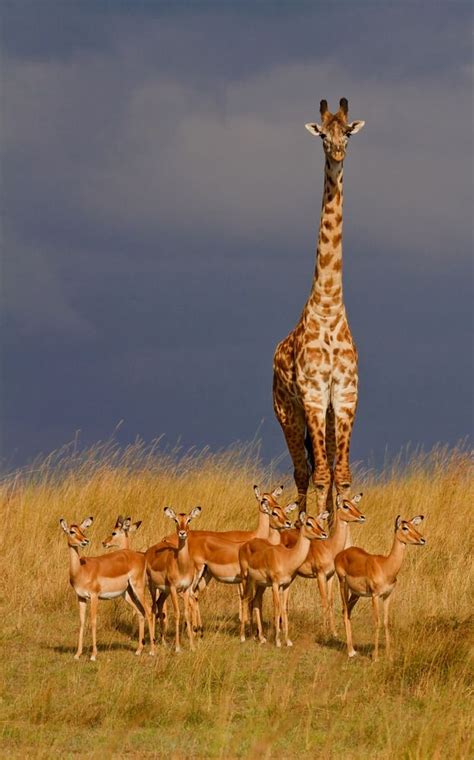 123 Best Images About Giraffes Giraffe The Nine