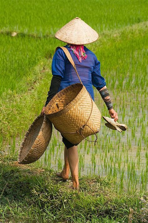 Farmer In The Rice Field Near Sapa Vietnam Sapa Vietnam Rice Field Beautiful Vietnam
