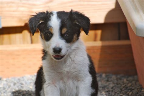 Hillcrest Border Collies Available Puppies