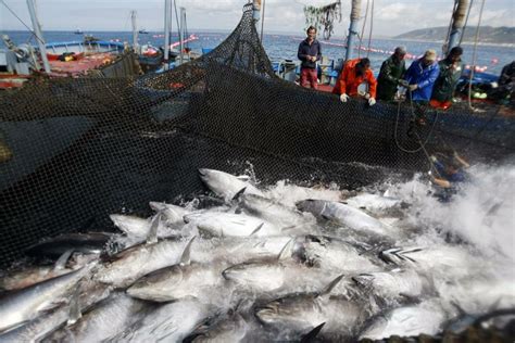 Aumentan Cuota De Pesca Del Atún Rojo La Hora