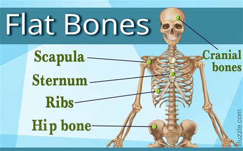 Simple Anatomy Types Of Bone Classification Of Bone