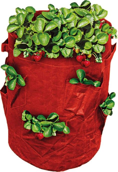 Strawberry Grow Bag 43l Capacity Etsy