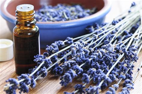 10 Medicinal Benefits Of Lavender Oil