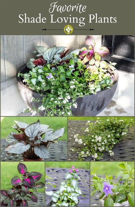Favorite Shade Loving Plants For The Front Porch Garden Matter