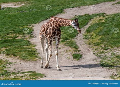Giraffe Stock Image Image Of Long View Wildlife Brown 53944237