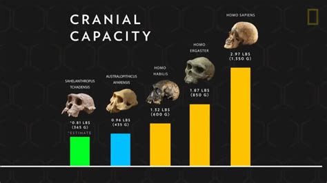 The Evolution Of Cranial Capacity In Hominins National Geographic R