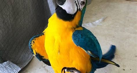 Macaw Parrots For Sale Exotic Birds For Sale
