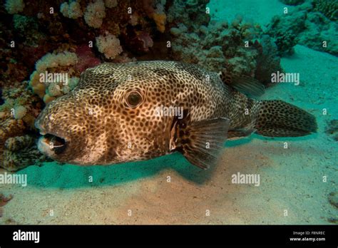 Starry Puffer Fish Arothron Stellatus From The Red Sea Egypt Stock