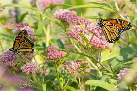 What Are Pollinators Calgo Gardens