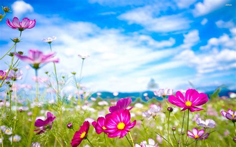 Natural Flower Wallpapers Top Free Natural Flower Backgrounds