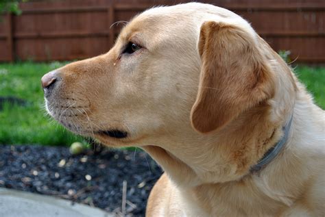 Free Images Puppy Nose Golden Retriever Snout Vertebrate