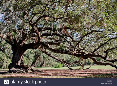 Maybe you would like to learn more about one of these? Tree of Life at Audubon Park, New Orleans, LA Stock Photo ...