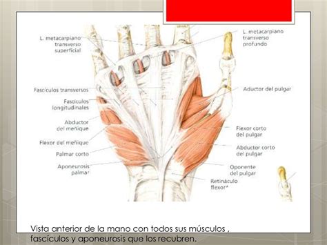 Anatomía De La Palma Y Los Dedos