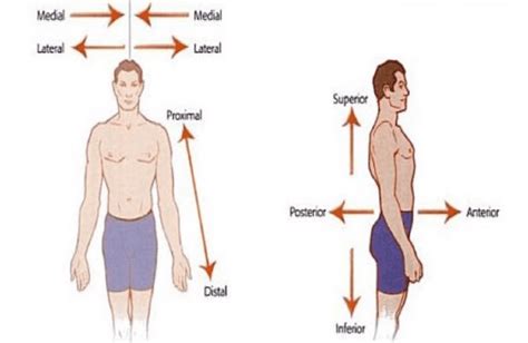 Biomecanica Del Miembro Superior Planos Y Ejes De Movimiento Porn Sex