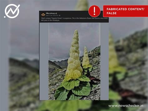 No This Is Not The Mahameru Flower That Blooms Only Once In 400 Years
