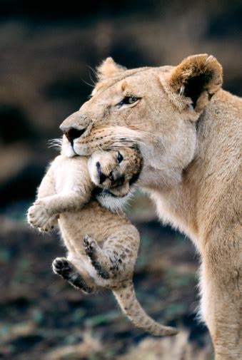 Lioness Carrying Cub Stock Photo Download Image Now Istock