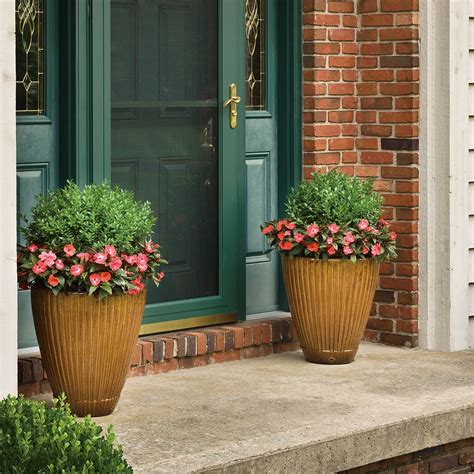 Using An Evergreen Such As North Star Buxus In Your Porch Pots Is An