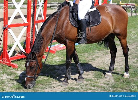 Thoroughbred Show Jumper Horse Graze During Training On Track Ag Stock