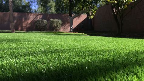 Artificial grass should be more of a thing in Arizona. Why isn't it?