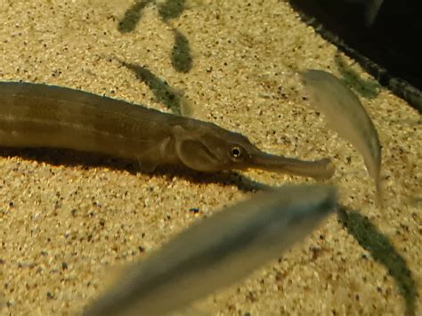 Pipefish Tank Greater Pipefish Juvinile Thicklip Grey Mullet Zoochat
