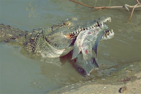 Lalimentation Du Crocodile
