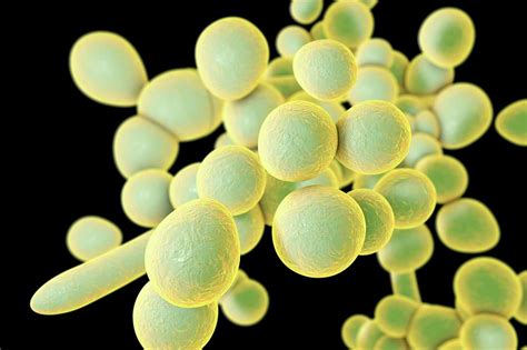 Candida Auris Fungi Photograph By Kateryna Konscience Photo Library