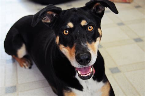 Is a Mixed-Breed Dog the Perfect Pet for You? | Rover.com