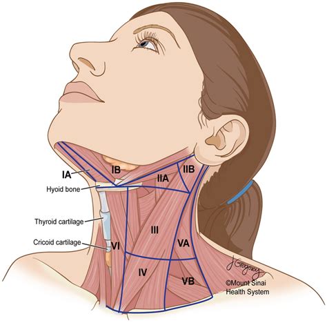 The Location Of Cervical Lymph Nodes In The Neck Follows A System That Download Scientific