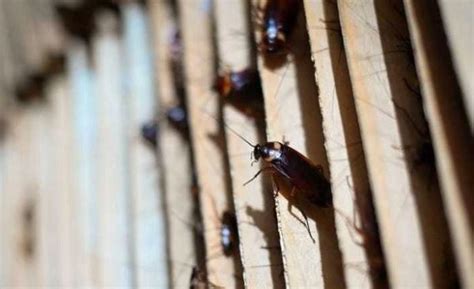 A Pest Company Offers Households 2000 To Release 100 Cockroaches In Their Homes Fakaza News