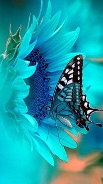 Beautiful Butterfly Pictures Photos And Images For Facebook Tumblr Pinterest And Twitter