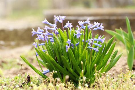 Beautiful Hyacinths Blooming In Field Early Spring Flowers Stock Image