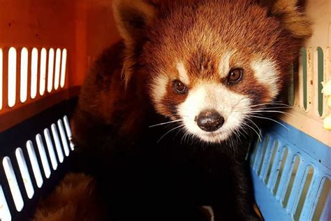 Red Panda Rescue In Laos Stokes Fears Of Endangered Species Being Sold