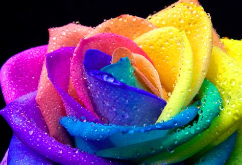Rainbow Flowers Bright Colors Fan Art 40256015 Fanpop