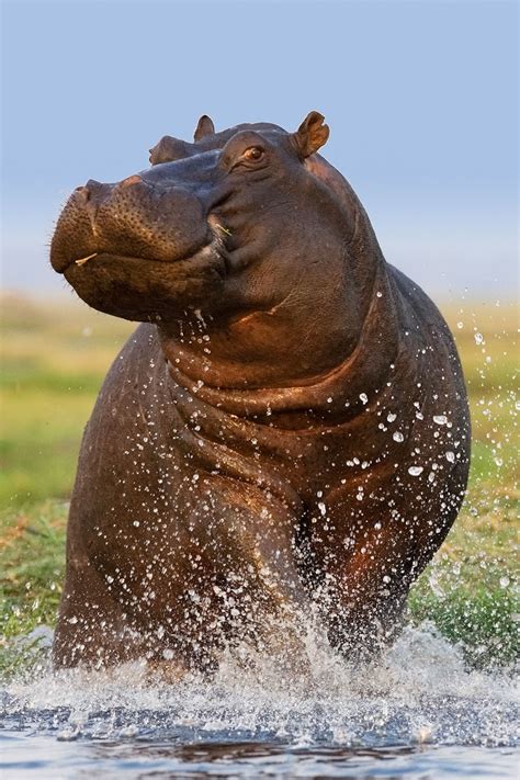 Top 193 Hippopotamus Funny Images