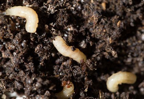 Tiny White Worms In Plant Soil Toxoplasmosis