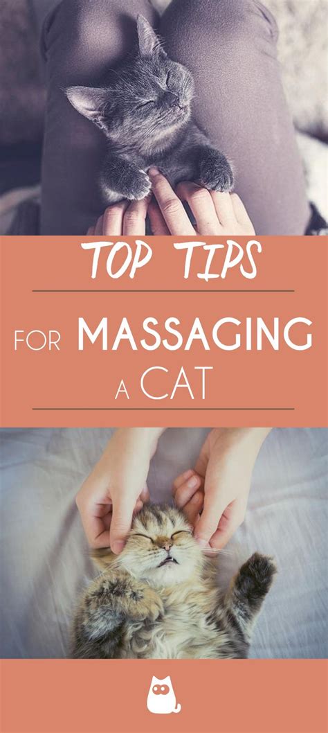 How To Give A Cat A Massage With Images Cat Massage