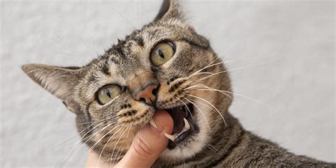 Why Do Cats Bite Petsguided