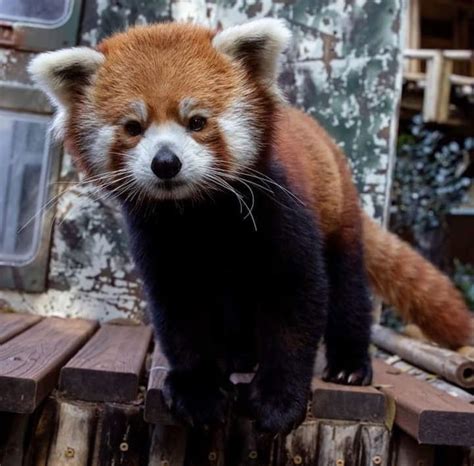 Pandastic Paws In 2021 Red Panda Paw Animals
