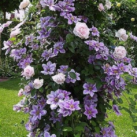 Also disease resistant, especially to black spot, the bane of many roses here. Pin op Tuin