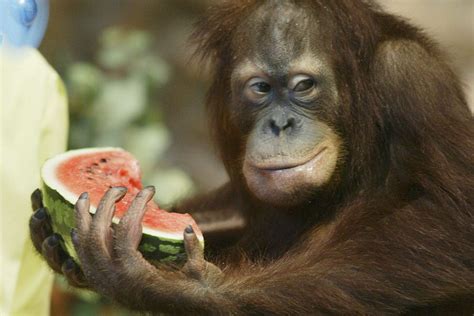 Funny Animals Eating 27 Cool Wallpaper