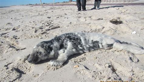 The Riverhead Foundation Rescues A Gray Seal Pup In Long Island Ny