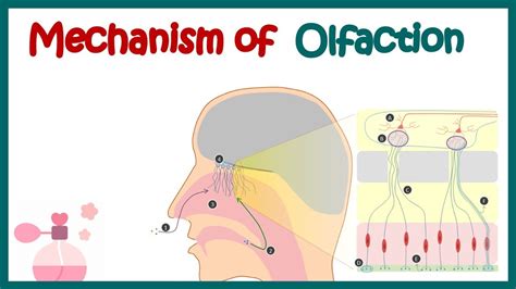Olfactory System Anatomy And Physiology Mechanism Of Olfaction