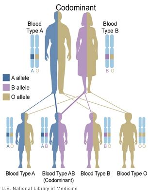 As a result, traits associated with each allele are displayed simultaneously. Codominant Inheritance - Genetics